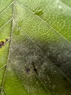 Erysiphe macrospora thumbnail 3