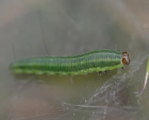 European Spruce Sawfly