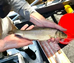 Spotted Sucker thumbnail 4
