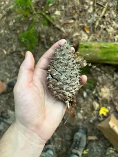 Table Mountain pine thumbnail 2