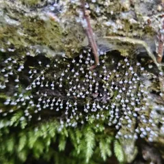 Physarum album thumbnail 3