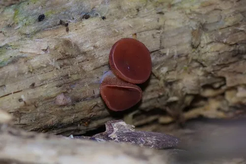 Purpureodiscus subisabellinus