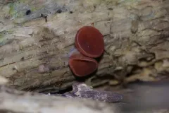 Purpureodiscus subisabellinus thumbnail 1