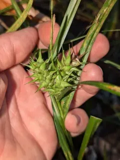false hop sedge thumbnail 3