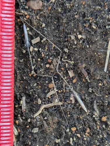 Columbia needlegrass