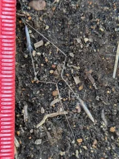 Columbia needlegrass thumbnail 1