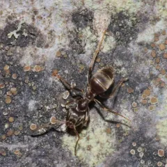 Black Garden Ant thumbnail 3