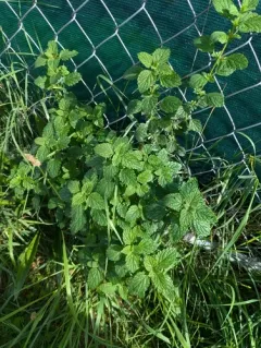Apple Mint thumbnail 4