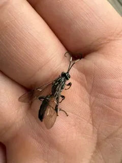 Coelichneumon pulcher thumbnail 2