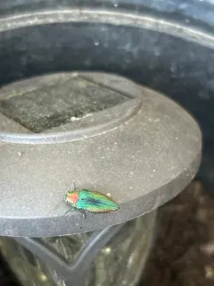 Buprestis connexa thumbnail 3