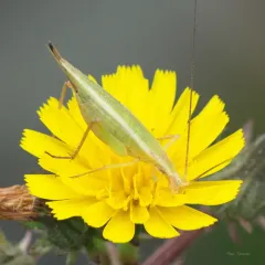Four-spotted Tree Cricket thumbnail 2