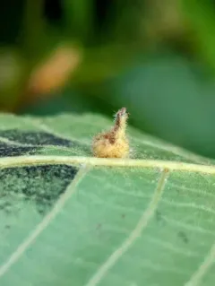 Caryomyia ansericollum thumbnail 4