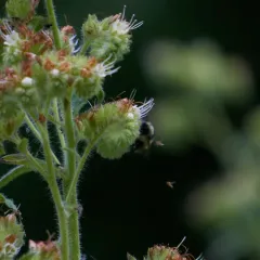 Yellow-fronted Bumble Bee thumbnail 2
