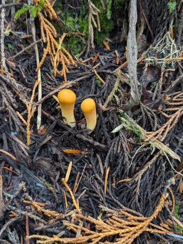 Clavariadelphus aurantiacus