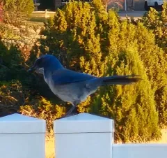 Woodhouse's Scrub-Jay thumbnail 4