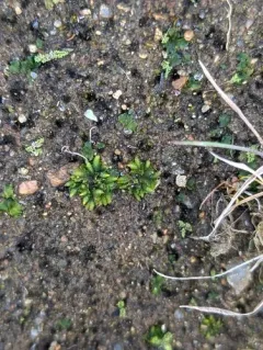Round Hornwort thumbnail 4