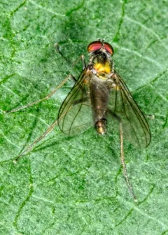 Chrysotus spectabilis thumbnail 2
