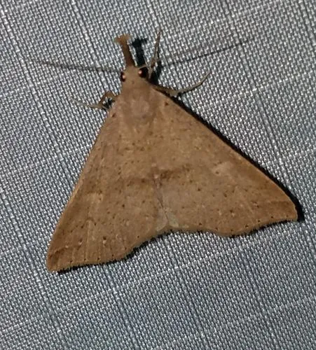 Dotted Renia Moth