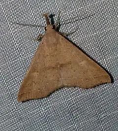 Dotted Renia Moth thumbnail 1