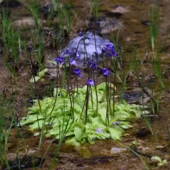 Common Butterwort thumbnail 2