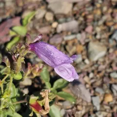 Eggleaf Beardtongue thumbnail 4