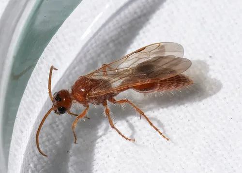 Sphaeropthalma orestes