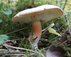 Tricholoma populinum thumbnail 3