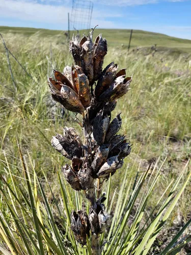 Holcocera gigantella
