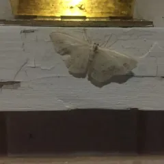 Large Lace-border Moth thumbnail 3