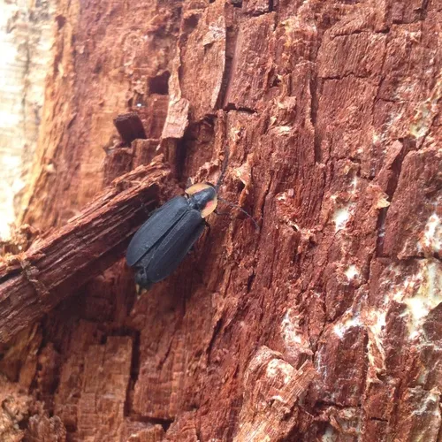 Black Firefly
