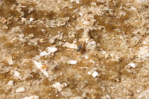 Tachytrechus granditarsis