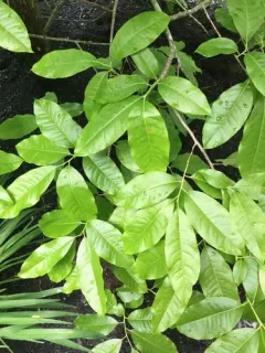 sourwood thumbnail 2
