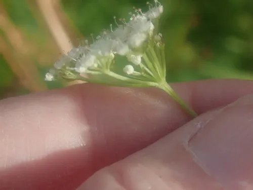 Cambridge Milk-parsley