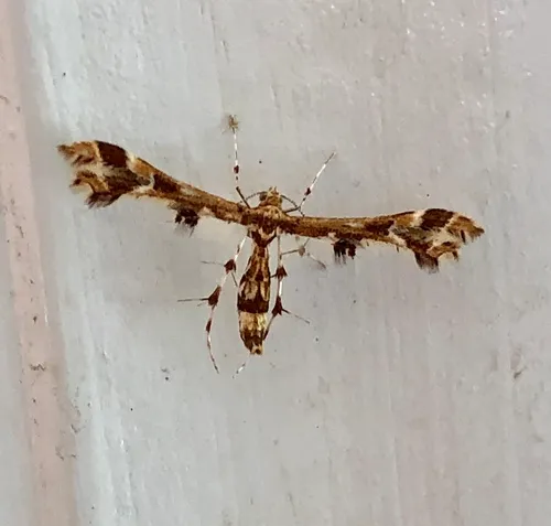 Grape Flower Plume Moth