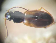 Badister notatus thumbnail 4