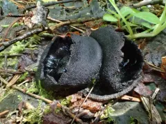Plectania milleri thumbnail 3
