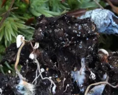 Myrothecium inundatum thumbnail 4