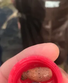 Cactus worm thumbnail 4