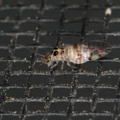 Teliapsocus conterminus thumbnail 2