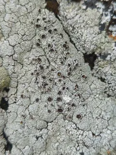 Varying Rim Lichen thumbnail 4