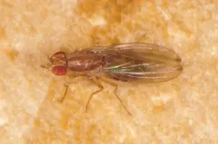 Scaptomyza adusta thumbnail 2