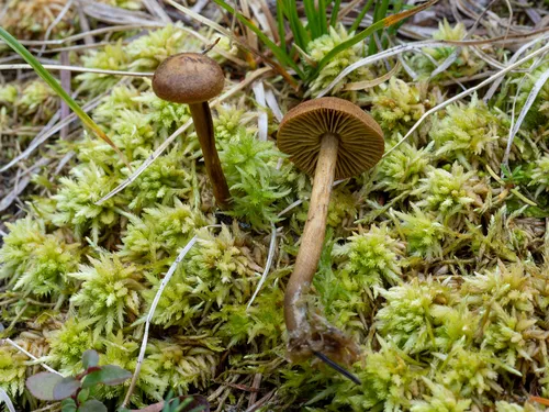Cortinarius tubarius