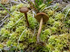 Cortinarius tubarius thumbnail 1