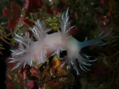 Dall's Dendronotid thumbnail 2
