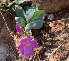 siskiyou mountains willowherb thumbnail 3