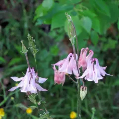 common columbine thumbnail 2