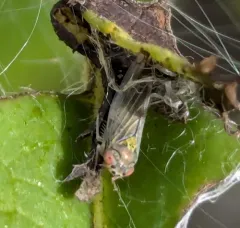 Colladonus geminatus thumbnail 1