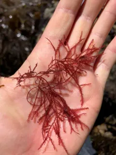 Bonnemaisonia nootkana thumbnail 1
