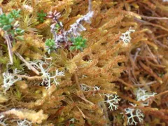 Plicanthus hirtellus thumbnail 2