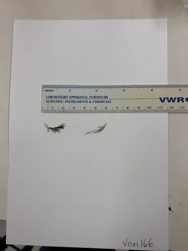 Leptosiphonia brodiei